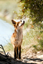 Curious young fox … by Alex Verweij