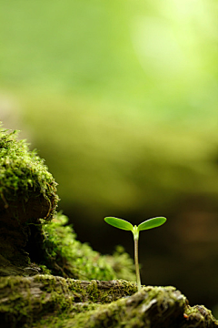 小人物大世界采集到植物素材