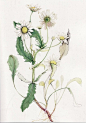 American Wildflower Florilegium by Jean Andrews