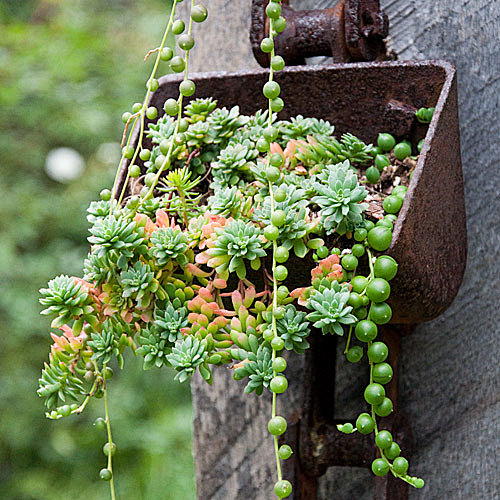 Succulent-Basket