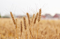 麦穗 植物 植物 食物 食品 特写 收获 金色 丰收 麦穗 芦苇 农作物 麦田 秋季 盛夏 小麦 种子 谷物 穗 谷类食品 全麦食品