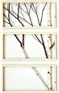 Framed birch art白桦艺术框架 生活圈 展示 设计时代网-Powered by thinkdo3