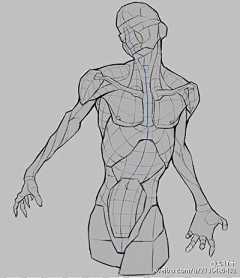 郭郭一南采集到人体结构练习