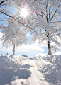 nature-planet:
Snowy sunburst vertical | tina_bonner_photography
