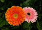 非洲菊，别名为太阳花、猩猩菊、日头花等，是多年生草本植物，顶生花序，花色分别有红色、白色、黄色、橙色、紫色等。