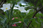】戟叶鸡蛋花
学名： Plumeria pudica Jacq.
英文名：Bridal Bouquet,Golden Arrow, Gilded Spoon
别名：戟叶緬梔、匙叶緬梔、劍叶緬梔、琴叶鸡蛋花、潔緬梔、白雪公主
科名：夹竹桃科(Apocynaceae)缅栀属(Plumeria)
原产地：巴拿馬、哥倫比亞、委內瑞拉