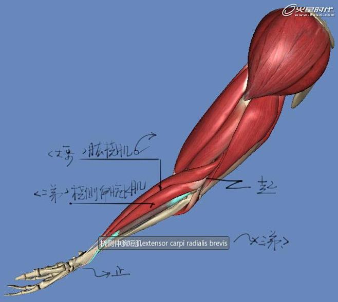 影视动画教程：手臂结构的骨骼及肌肉全面解...