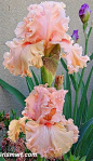 Pink-To-Peach Tall Bearded Iris