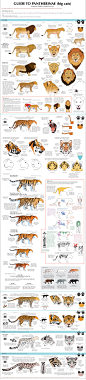 guide_to_big_cats_by_cedarseed-d2rfelu.jpg 1,283×5,666 像素