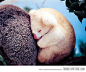 Baby Albino Koala
