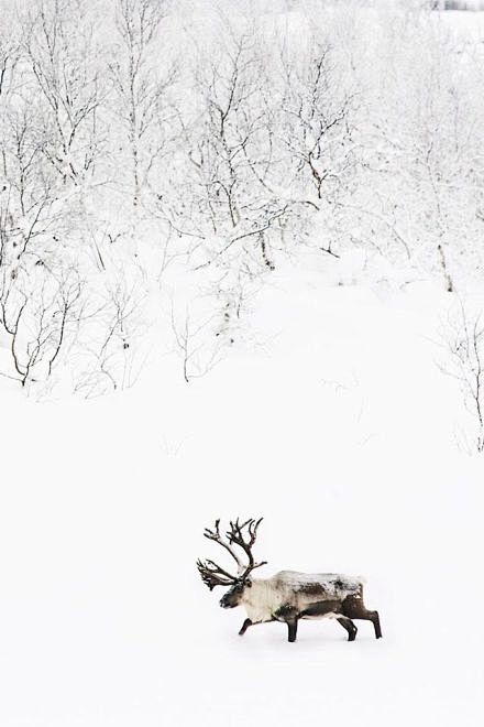 霜雪吹满头，也算是白首。