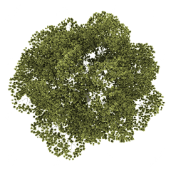 j9po采集到植物平面素材