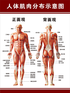 EBhErz8e采集到肌肉