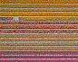 029-Tulip Fields by Bernhard Lang