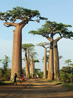 汪wy洋采集到生物