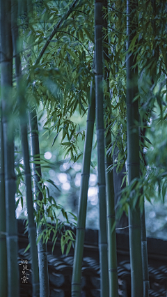 宅小豆子花采集到素材（氛围）