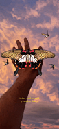 Tropical Forest AR Butterfly Collection :: Behance