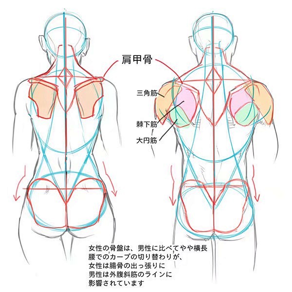 #绘画教程# 男性女性背部肌肉表现 画师...