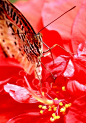 美丽蝴蝶：会飞的花朵（1）