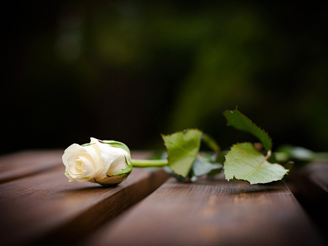 白玫瑰——你是天使，定为我专属。
