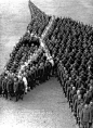 Soldiers pay moving tribute to 8 million horses, donkeys, & mules that died during World War I 1915: