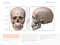 gusztav-velicsek-003-measurements-and-proportions-of-the-skull