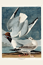 美国鸟类：波拿巴海鸥1雄2雌3幼鸟