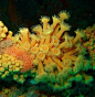 Yellow zoanthids