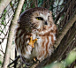 今天公众号更新的故事里，MOTO是一只棕榈鬼鸮（Northern Saw-whet Owl）其实这种猫头鹰是不会出现在白星生活的两个地方的。这种猫头鹰超级小（图1），就是手掌大，亚成年体和成年体颜色差很多（图2）。最出名的是贼贼的大大的眼睛（3-4）当然也很适合表情包。虽然小，但也是小猛禽（注意爪子，图6）， ​​​​...展开全文c