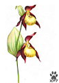 【教程】猫小蓟的画花笔记—3—杓兰~黄色花的杓兰~