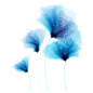 png蓝色花卉花朵鲜花手绘透明免抠素材
@冒险家的旅程か★