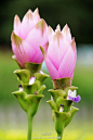姜花(Siam Tulip)，热带花卉。花瓣呈现小荷尖尖角的形状，在尖角头处还会有加深的撞色色彩，极其富有视觉效果。根据她本身形状的特点，亦非常适合独居于长形花瓶中，成为一道不可忽略的风景线哦。