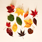 leaves, autumn, fall