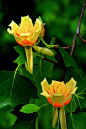 美国鹅掌楸
Tulip Poplar Tree - ATTRACTS: Rose Breasted Grossbeaks for food.   I saw this tree when I went to Blarney Castle while on vacation in Ireland. Big tree with flowers as big as my cupped hand!