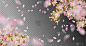 春天,樱桃树,东方人,季节,白色,粉色,华丽的,浪漫,植物学,自然