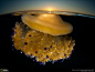水面下的“金色”水母：水母浮到刚刚接近水面的下方，迎接清晨第一缕阳光，协助共生藻类为自己生产能量。摄于西班牙穆尔西亚省Mar Menor沿海潟湖。