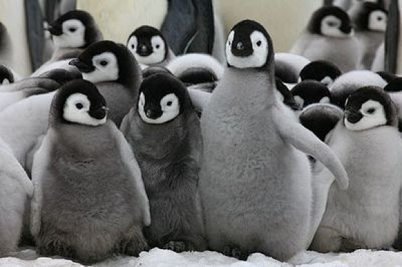 Penguin Parade | Cut...