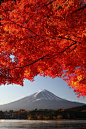 Autumn in Mountain Fuji and Maple Leaves, Japan #美景# #摄影师# #摄影比赛# #壁纸#