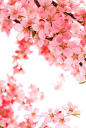 粉红色的梅花背景，花卉图片大全大图，花卉大全，花卉图片大全，花卉卡片图片素材，紫色玫瑰元素设计插图
