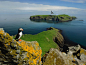 Photo: Puffin perched on a rock