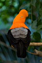 Andean Cock of the Rock. Photo by radium3d
