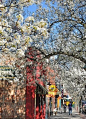 Downtown Traverse City in Bloom, MI, USA