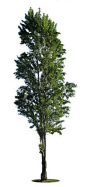 Cutout photo of black poplar tree (Populus nigra), with transparent background.  Fr: Peuplier; Pt: Choupo negro; Es: Álamo negro.  Check for new free cutout tree images soon in https://cutout-trees.com.: 