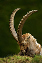 Capra Ibex...heavy headed