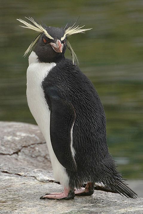 企鹅目·企鹅科·冠企鹅属：凤头黄眉企鹅