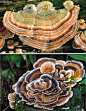 俗称“火鸡尾巴”的怪蘑菇学名“Trametes versicolor”，是唯一一种以鸟尾巴而不是鸟命名的森林真菌。令人浮想联翩的名字让火鸡尾巴成为蘑菇家族的一个另类。