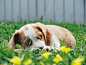 George the Beaglier Hiding photo by Marcus Wallis (@marcus_wallis) on Unsplash : Download this photo in Adelaide, Australia by Marcus Wallis (@marcus_wallis)