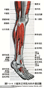 人体解剖--骨骼，肌肉很全面的套图