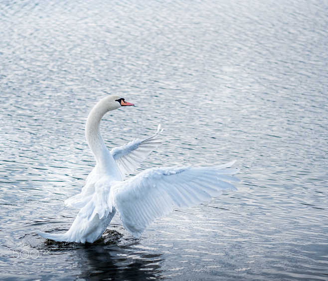 Dancing swan
