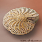 Foraminiferan test (shell) sp. Elphidium crispum, coloured SEM. Foraminifera are single-celled protozoa. The organisms live in the sea or salt-water lakes. In previous geological ages foraminifera occurred in such enormous numbers that their  calcium carb